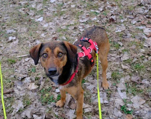 Alina — Tierschutzhund sucht ein Zuhause