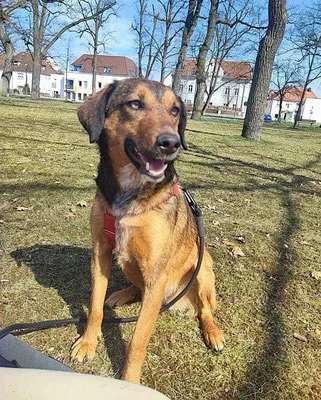 Alina — Tierschutzhund sucht ein Zuhause