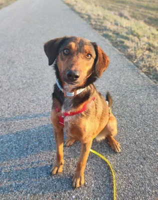 Alina — Tierschutzhund sucht ein Zuhause