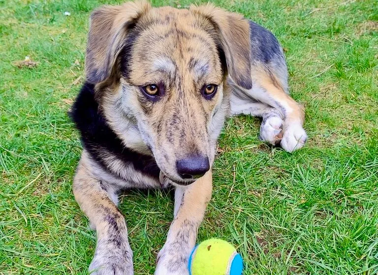 Annegret — Tierschutzhund sucht ein Zuhause