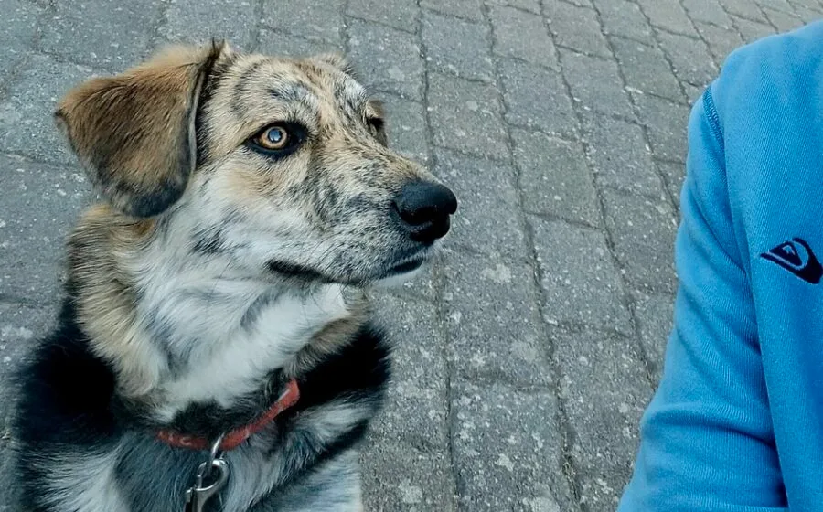 Annegret — Tierschutzhund sucht ein Zuhause