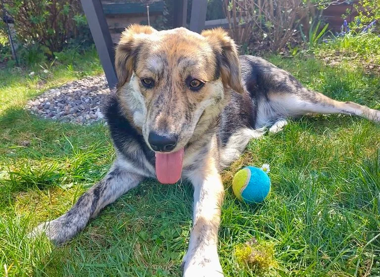 Annegret — Tierschutzhund sucht ein Zuhause
