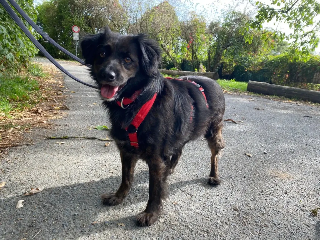 Ava — Tierschutzhund sucht ein Zuhause