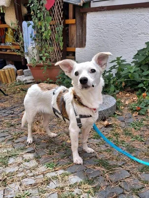Aviva — Tierschutzhund sucht ein Zuhause