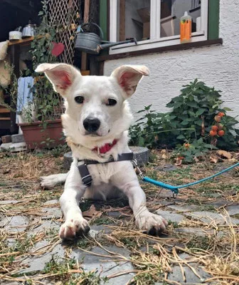 Aviva — Tierschutzhund sucht ein Zuhause