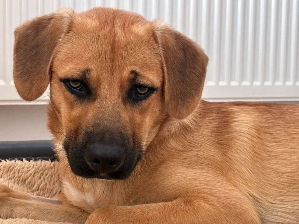 Billy — Tierschutzhund sucht ein Zuhause