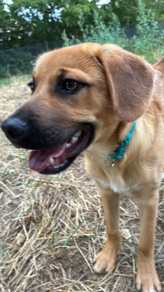 Billy — Tierschutzhund sucht ein Zuhause