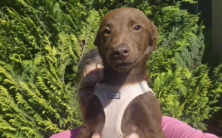 Cannello — Tierschutzhund sucht ein Zuhause