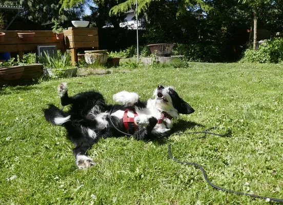 Dion — Tierschutzhund sucht ein Zuhause