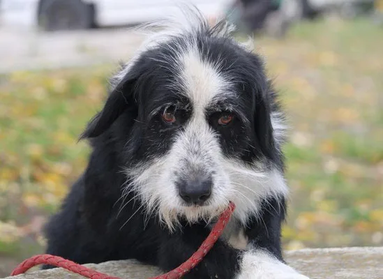 Dion — Tierschutzhund sucht ein Zuhause