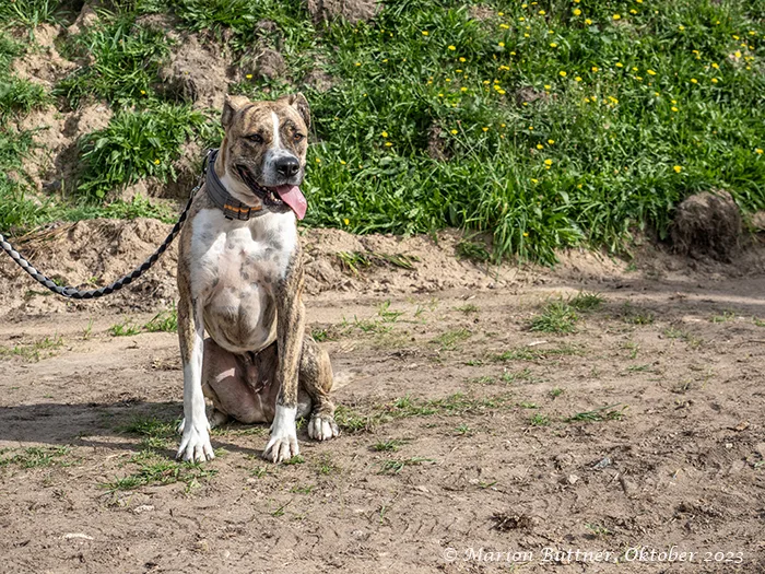 Don Camillo — Tierschutzhund sucht ein Zuhause