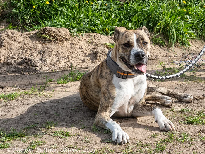 Don Camillo — Tierschutzhund sucht ein Zuhause