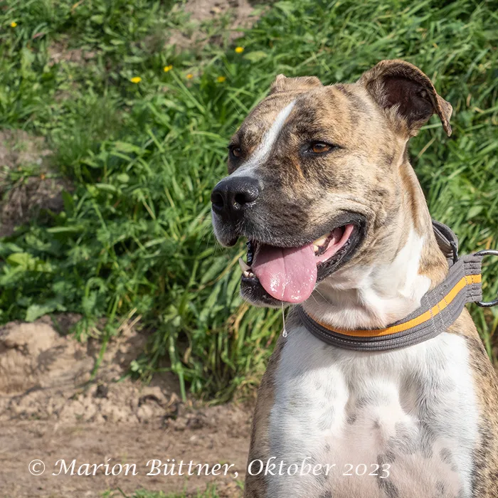 Don Camillo — Tierschutzhund sucht ein Zuhause