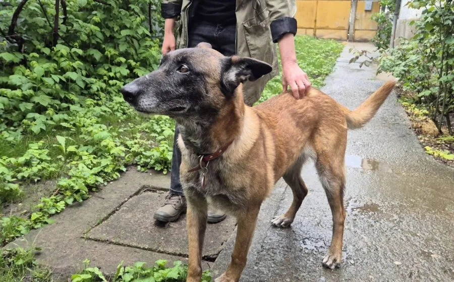 Kamilla — Tierschutzhund sucht ein Zuhause