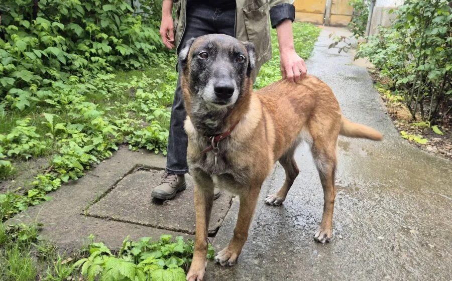 Kamilla — Tierschutzhund sucht ein Zuhause