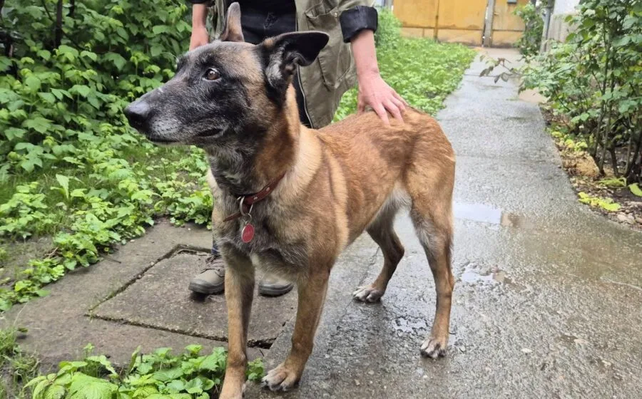 Kamilla — Tierschutzhund sucht ein Zuhause
