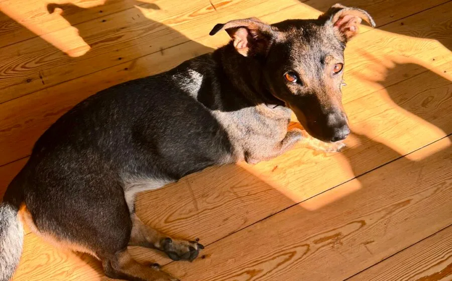 Koby — Tierschutzhund sucht ein Zuhause
