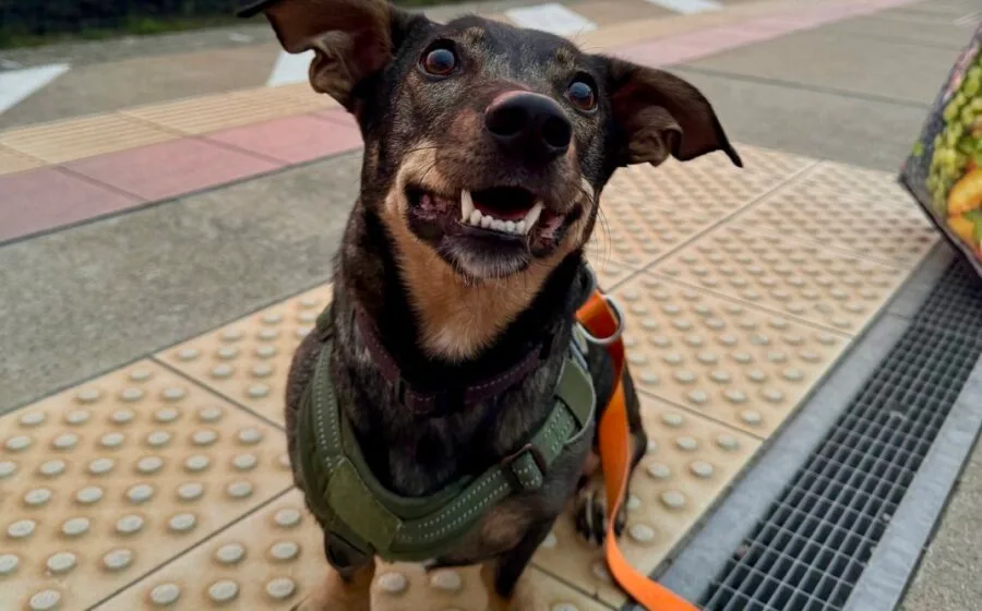 Koby — Tierschutzhund sucht ein Zuhause