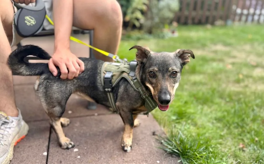 Koby — Tierschutzhund sucht ein Zuhause