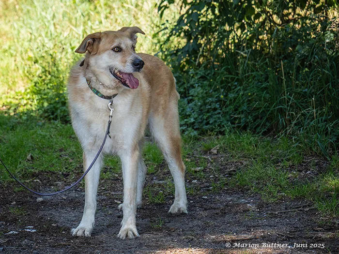 Konan — Tierschutzhund sucht ein Zuhause