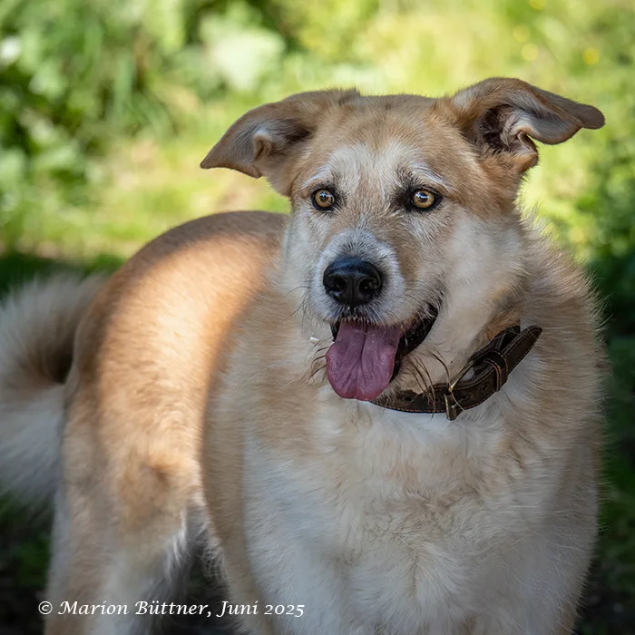 Konan — Tierschutzhund sucht ein Zuhause