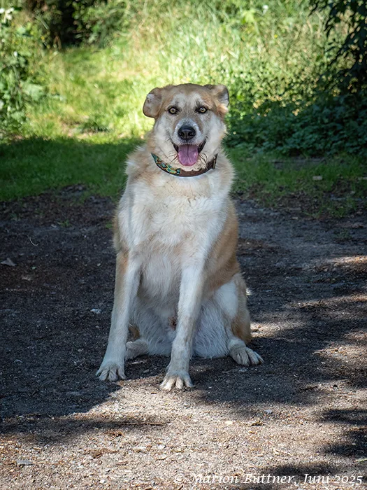 Konan — Tierschutzhund sucht ein Zuhause