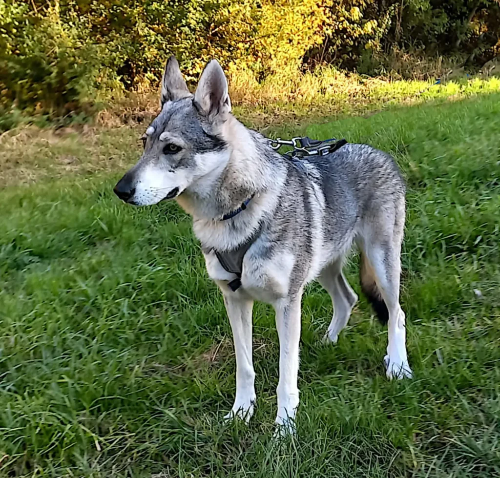 Lana — Tierschutzhund sucht ein Zuhause