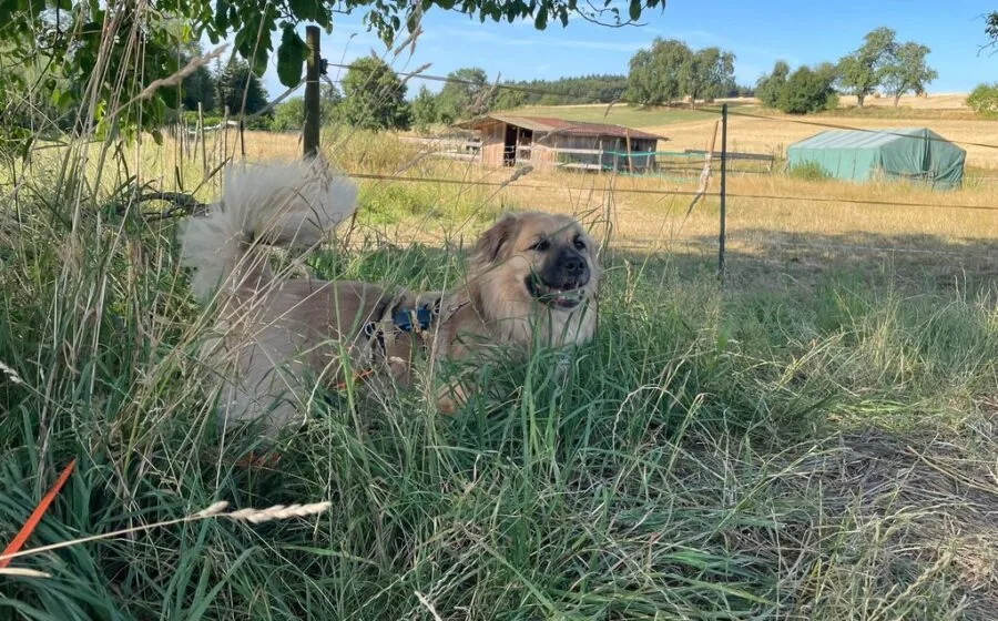 Marvel — Tierschutzhund sucht ein Zuhause