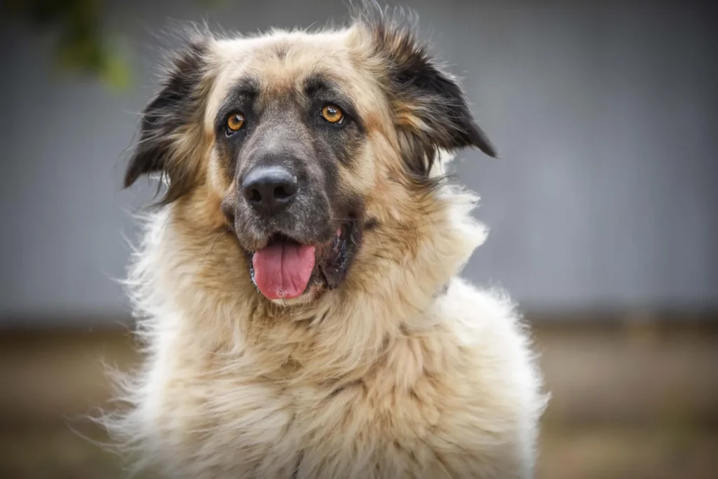 Mira — Tierschutzhund sucht ein Zuhause