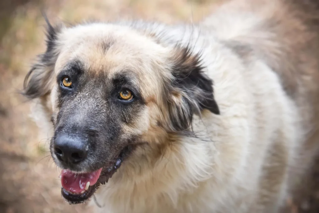Mira — Tierschutzhund sucht ein Zuhause