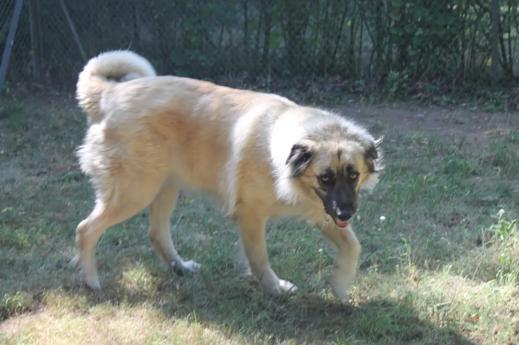 Mira — Tierschutzhund sucht ein Zuhause