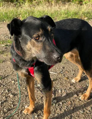 Njeri — Tierschutzhund sucht ein Zuhause