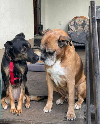 Njeri — Tierschutzhund sucht ein Zuhause