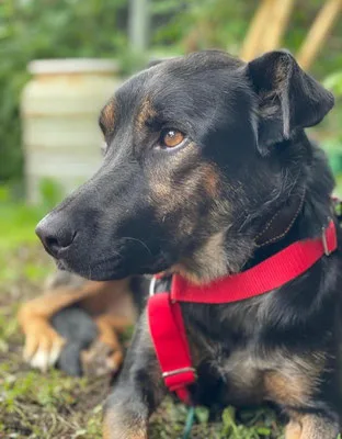 Njeri — Tierschutzhund sucht ein Zuhause