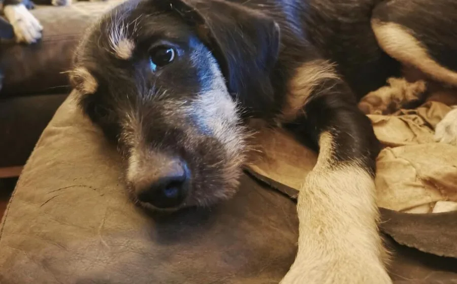 Pebbles — Tierschutzhund sucht ein Zuhause