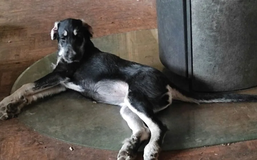 Pebbles — Tierschutzhund sucht ein Zuhause