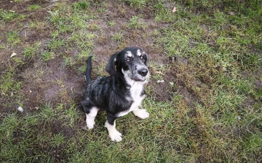 Pebbles — Tierschutzhund sucht ein Zuhause
