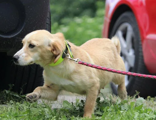 Tari — Tierschutzhund sucht ein Zuhause