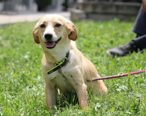 Tari — Tierschutzhund sucht ein Zuhause