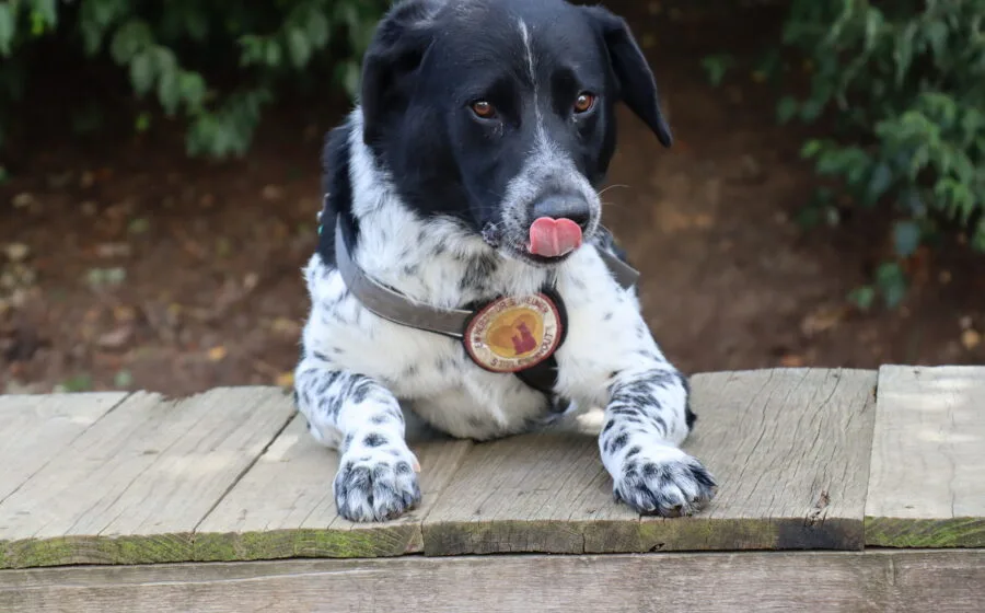 Thommy — Tierschutzhund sucht ein Zuhause