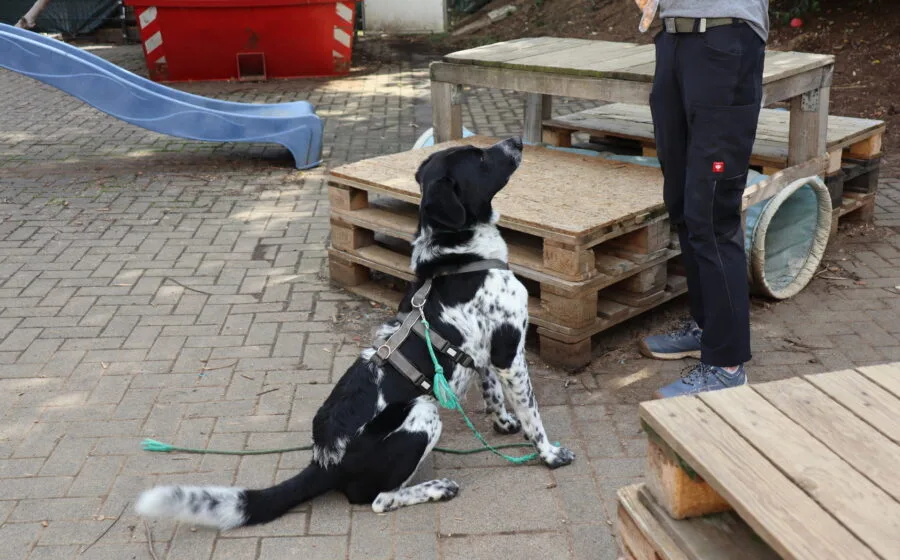 Thommy — Tierschutzhund sucht ein Zuhause