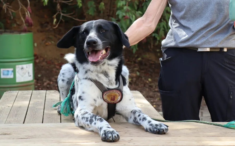 Thommy — Tierschutzhund sucht ein Zuhause