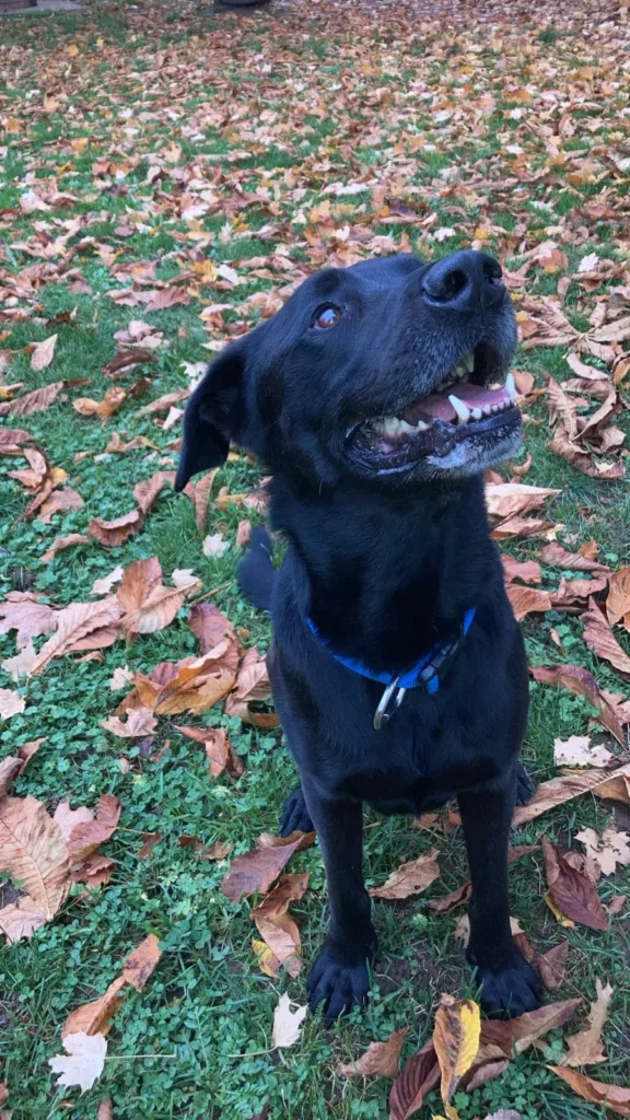 Yoshi — Tierschutzhund sucht ein Zuhause