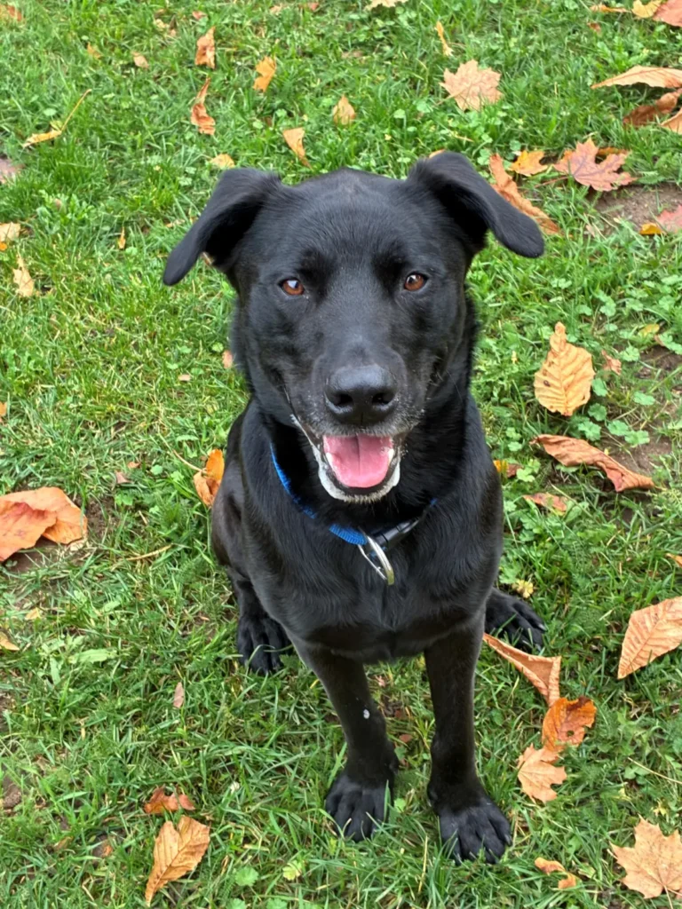 Yoshi — Tierschutzhund sucht ein Zuhause