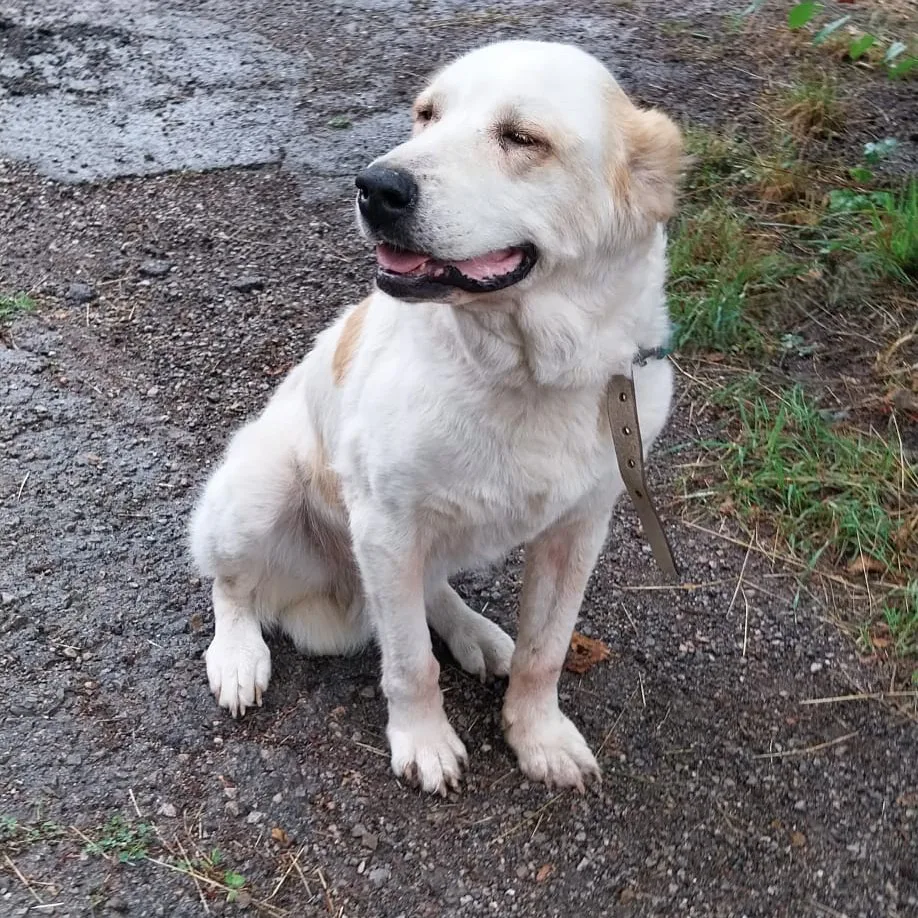 Ayla — Tierschutzhund sucht ein Zuhause
