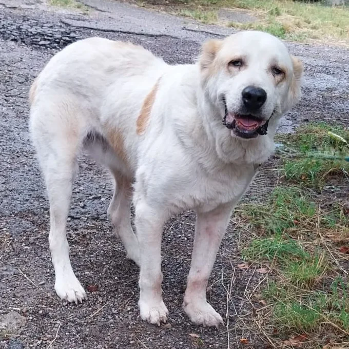 Ayla — Tierschutzhund sucht ein Zuhause