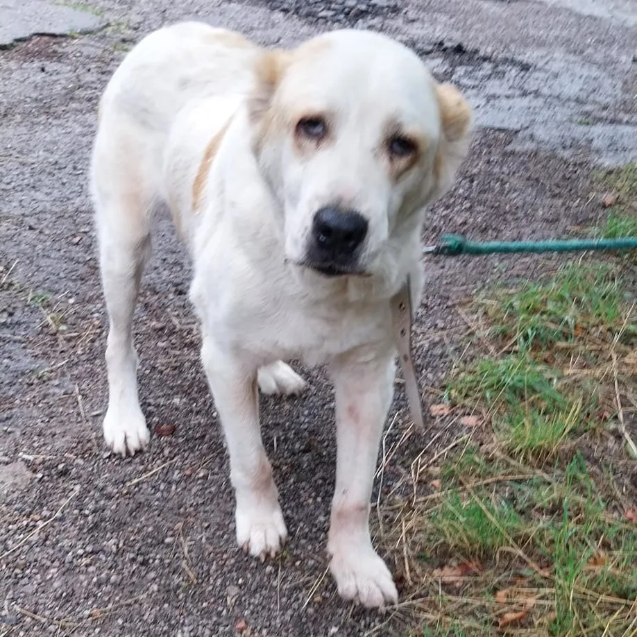 Ayla — Tierschutzhund sucht ein Zuhause