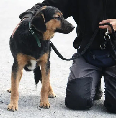 Benjamin — Tierschutzhund sucht ein Zuhause