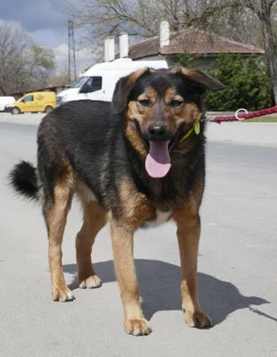 Benjamin — Tierschutzhund sucht ein Zuhause