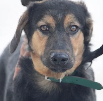 Benjamin — Tierschutzhund sucht ein Zuhause